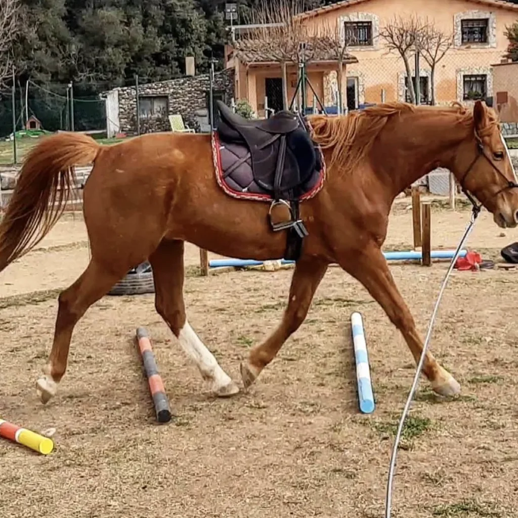 Entrenamiento de caballos